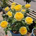 Jeanne d’Arc Rose