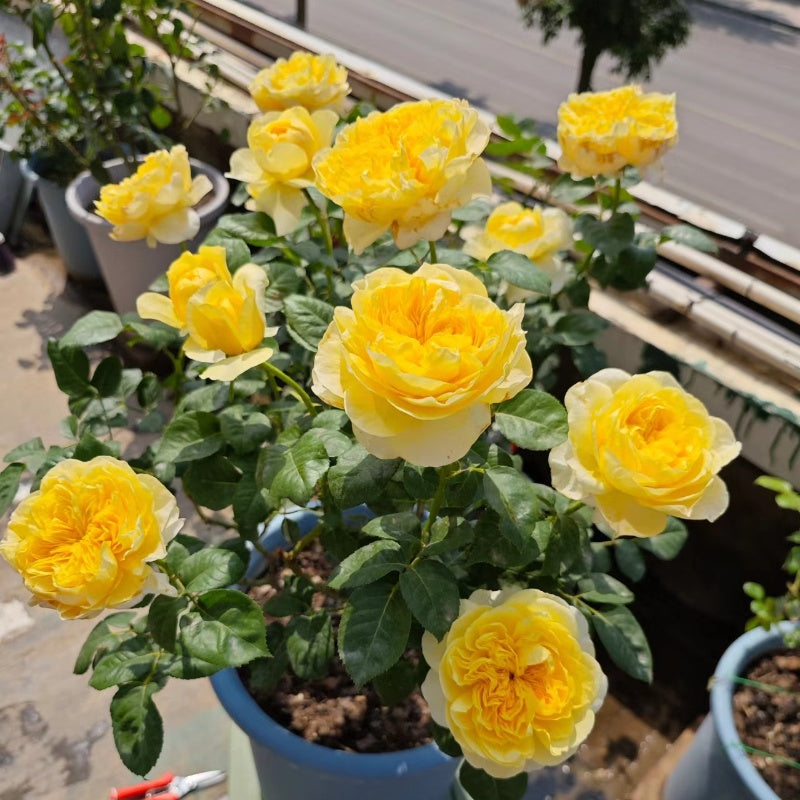 Jeanne d’Arc Rose