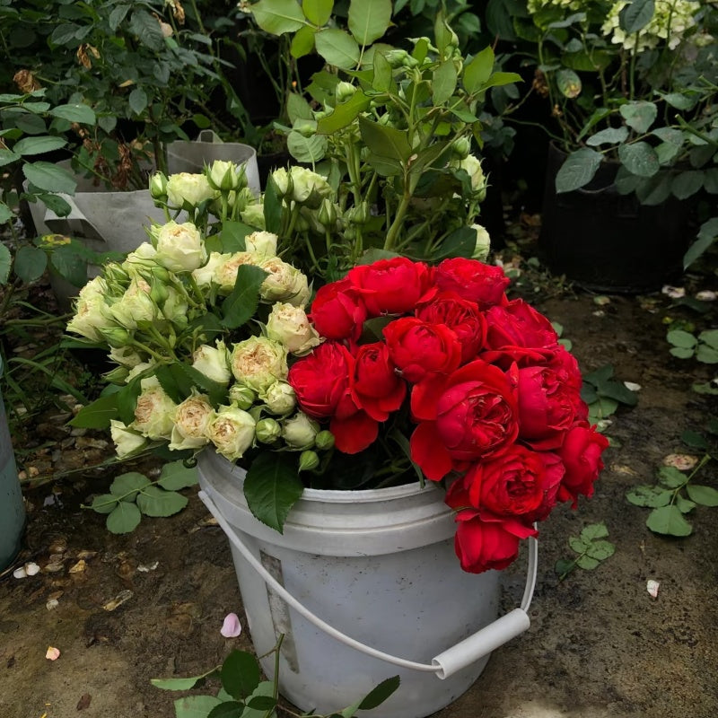 Red Apple Rose