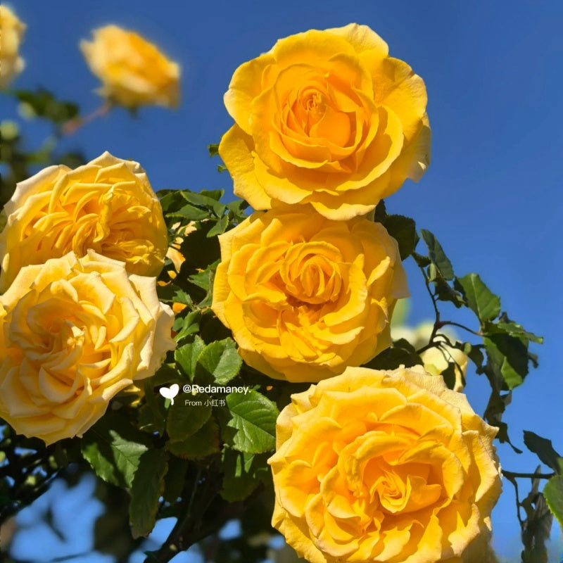 Shell Roses Plant shell Rose – Elegant Garden Rose – Fast-growing-Plant