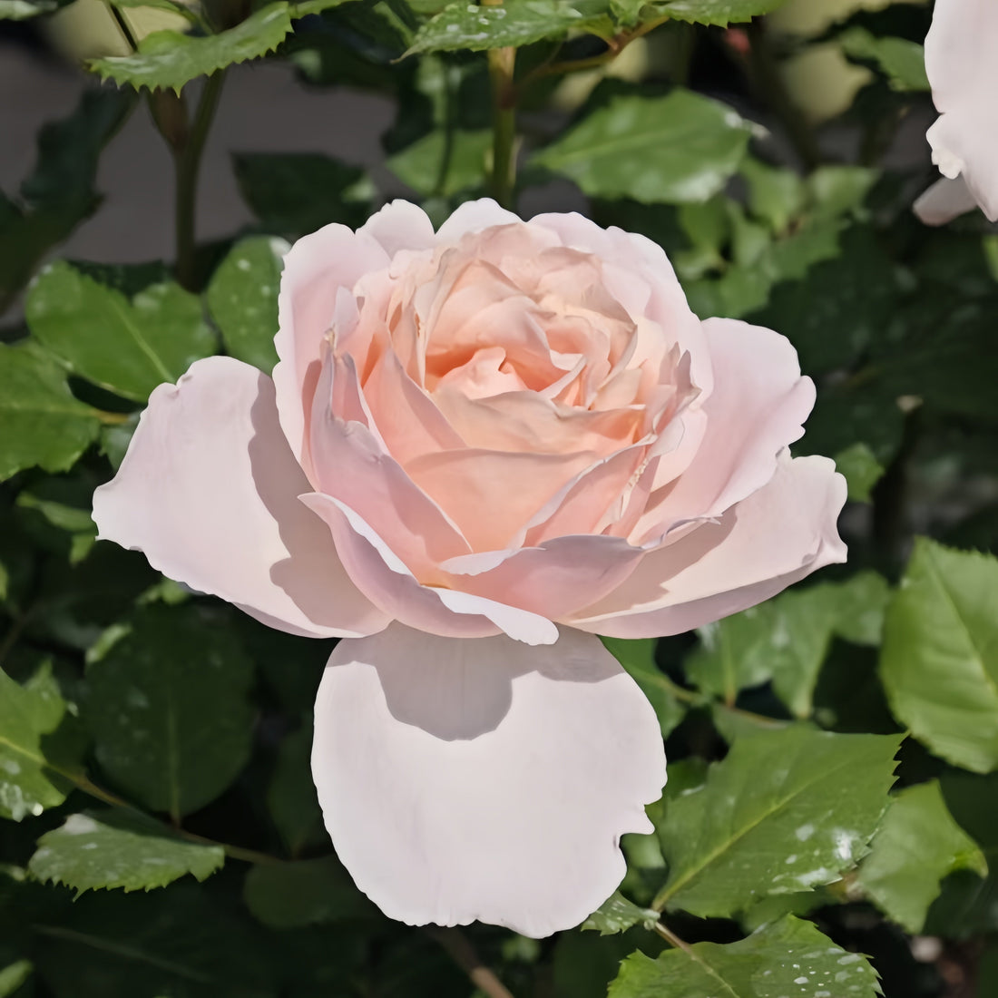 Sophie Rochas Rose