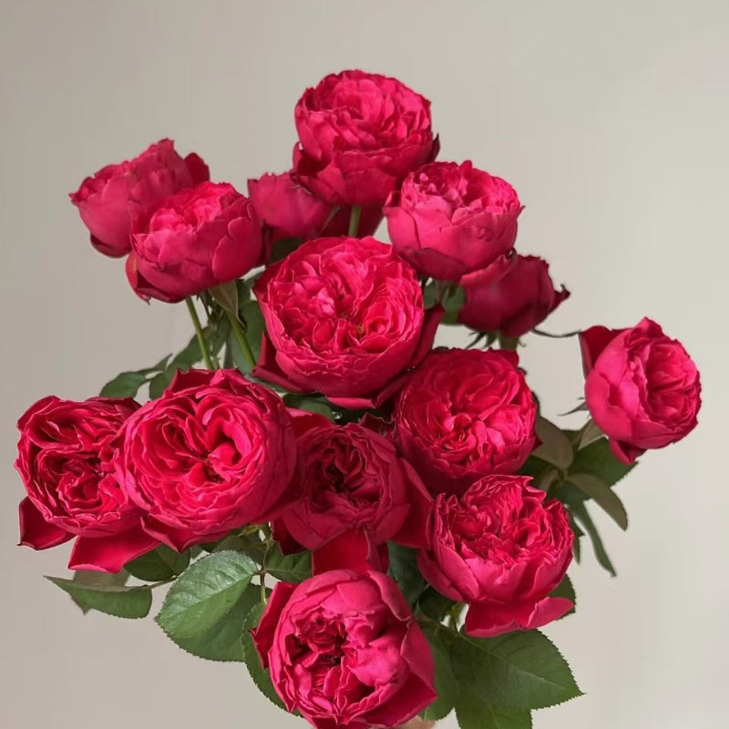 Rouge Royale Rose