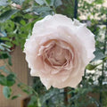 Princess Holly’s Hope Rose