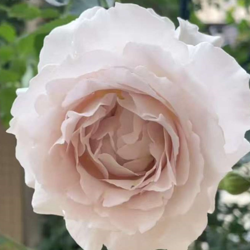 Princess Holly’s Hope Rose