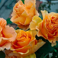 Peach X-pression Rose