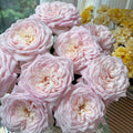 Special Bride Rose