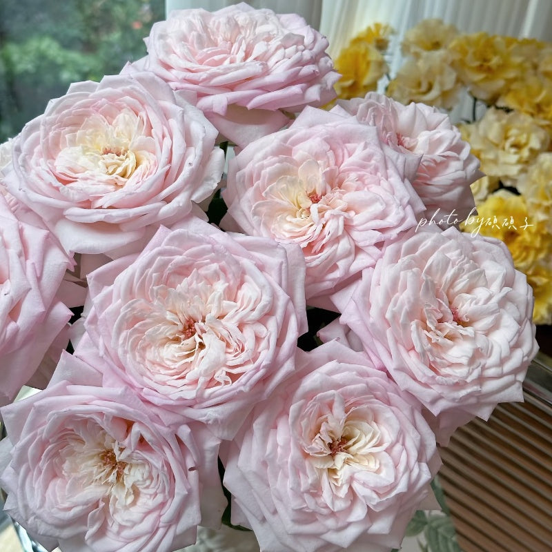 Special Bride Rose