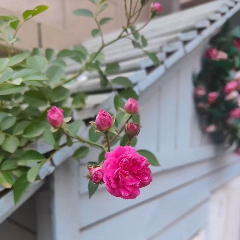 Highgrove Rose