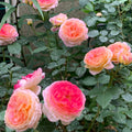 Rosomane Janon Rose