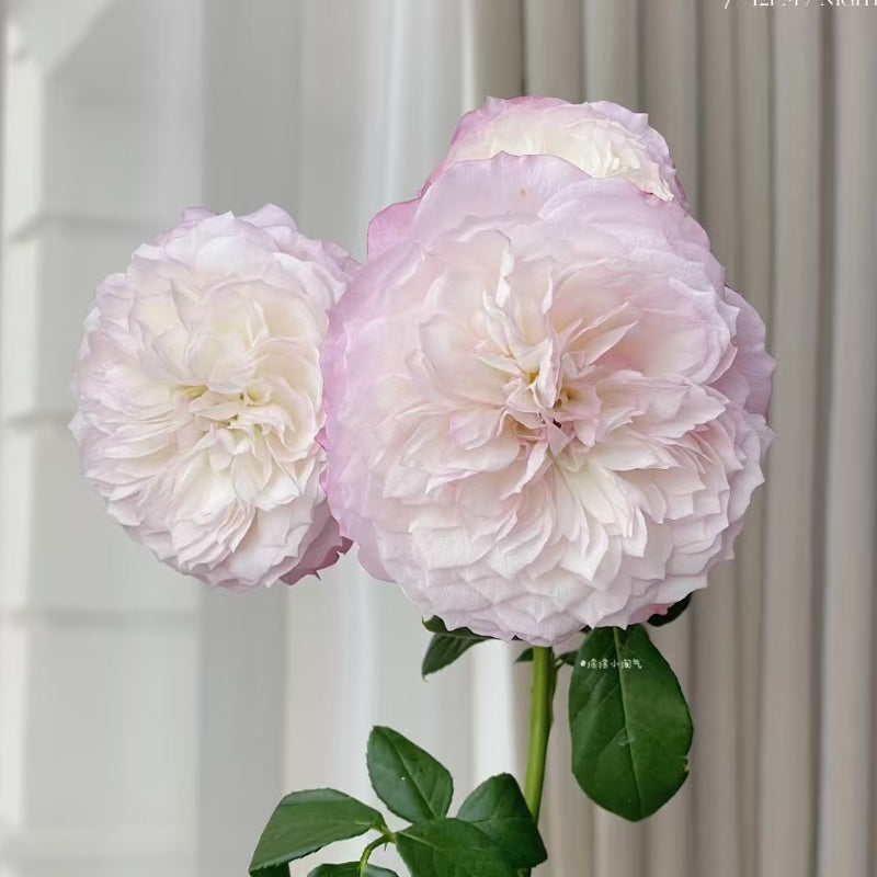 Constance Rose