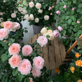 Geoff Hamilton Rose