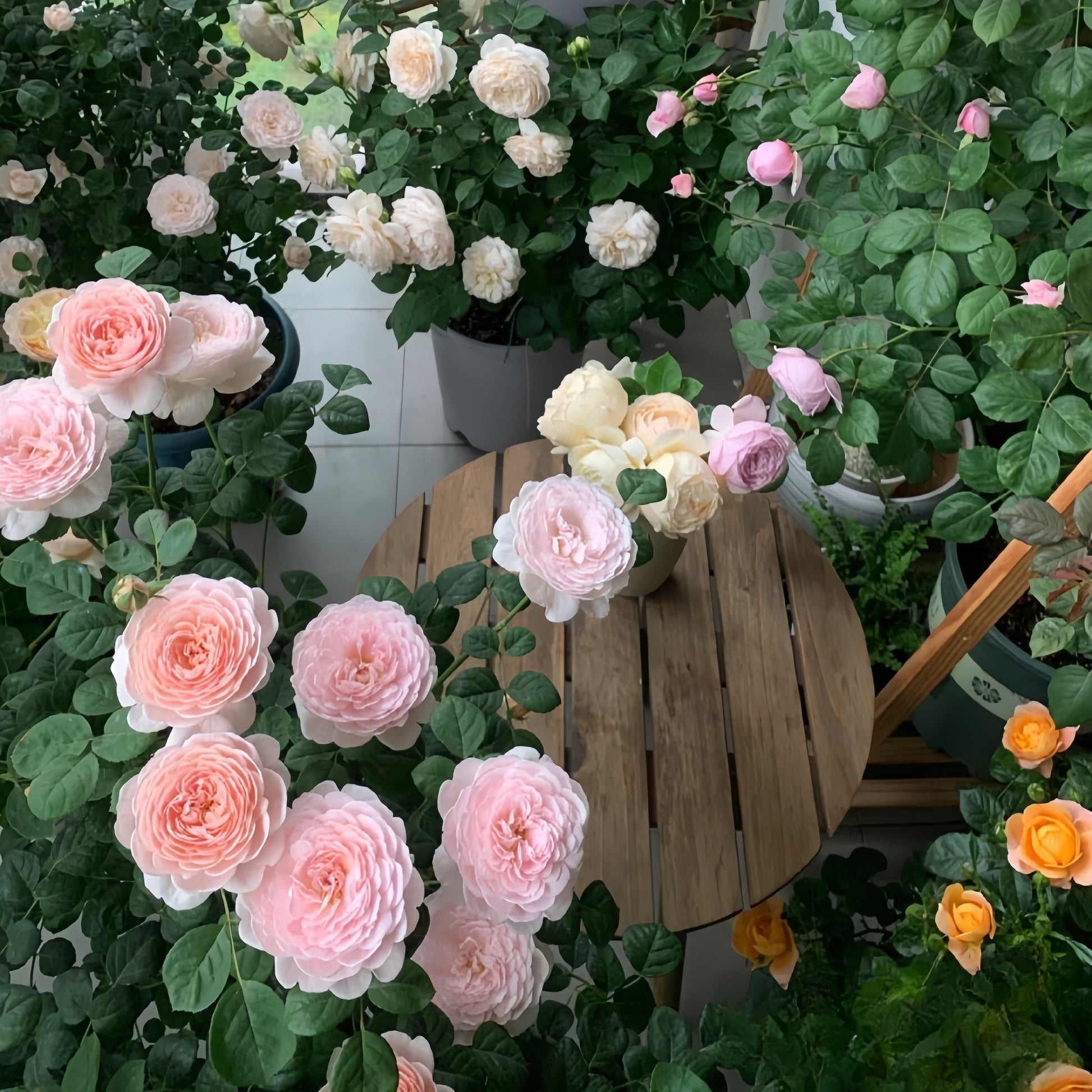 Geoff Hamilton Rose