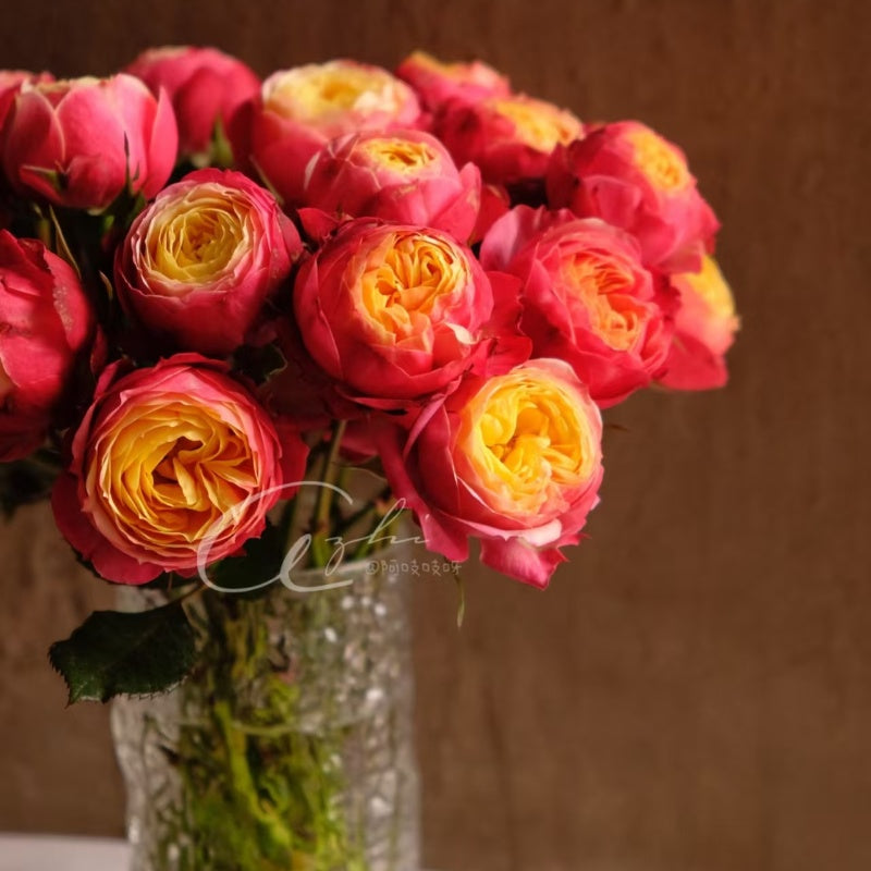 Bico Baby Romantica Rose