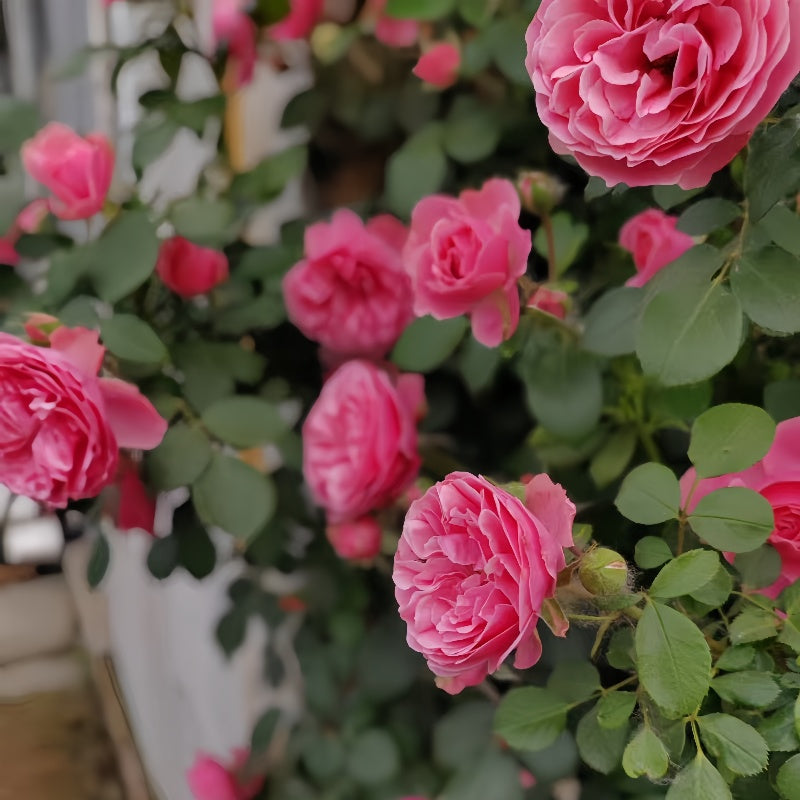Leonardo da Vinci (Pink Leonardo da Vinci) Rose
