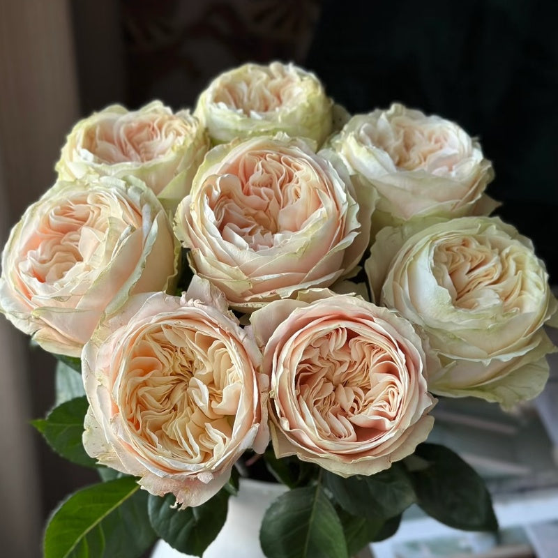 Victorian Dream Rose