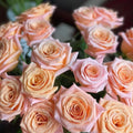 Shimmer Rose