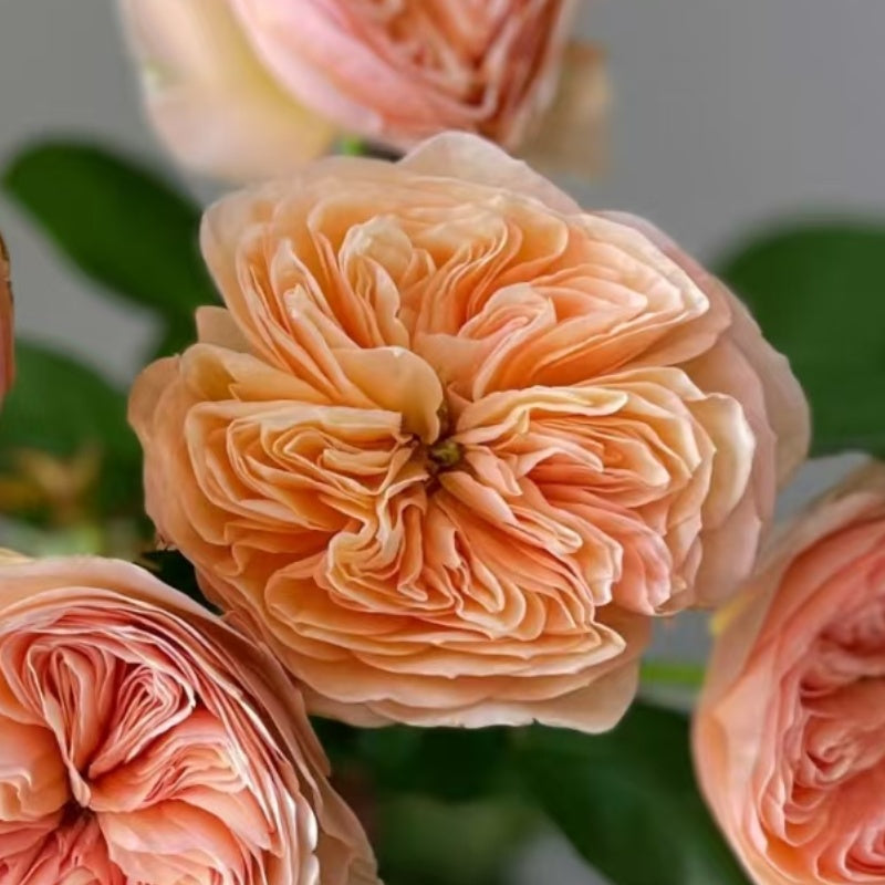 Georgina Gardens Rose