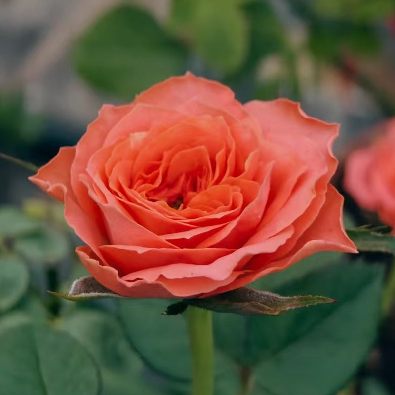 Coral X-Pression Rose