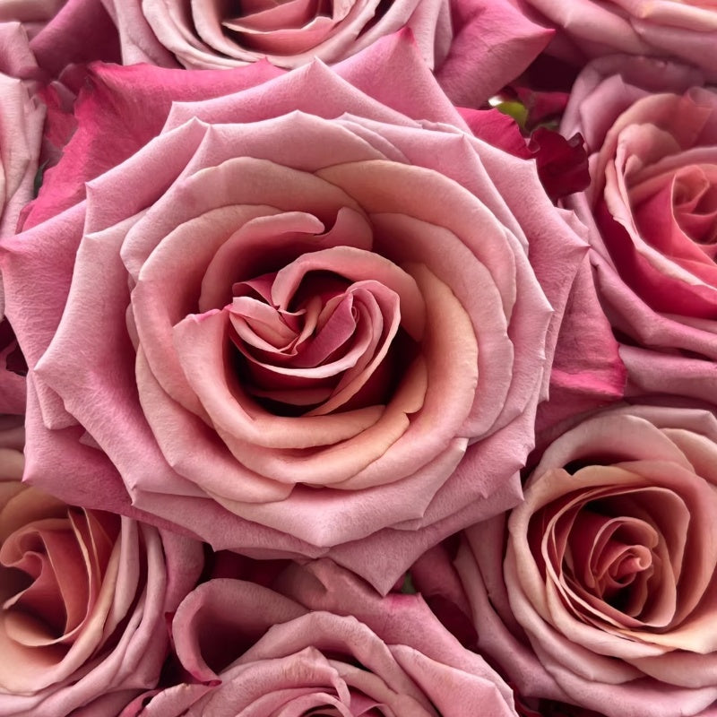 Cold Brew Rose