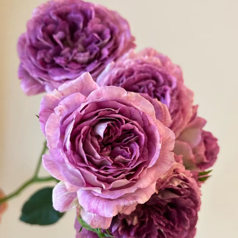 Huddersfield Choral Society Rose