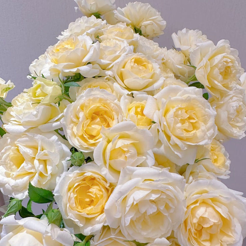 Lemon Piano Rose