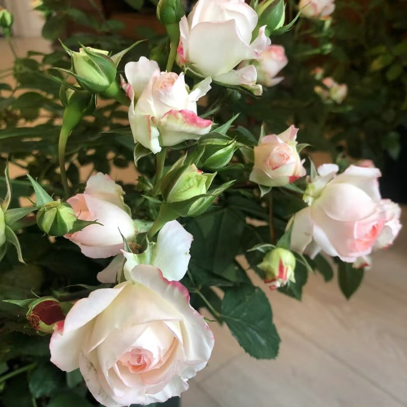 Lovely More Rose