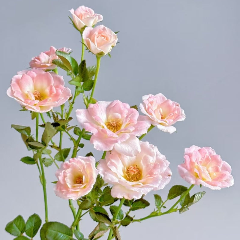 White Peach Ovation Rose