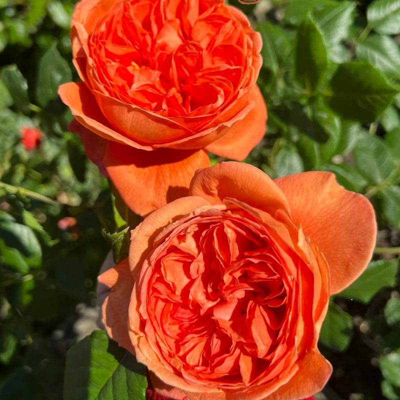 Summer Song Rose