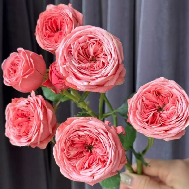 Bella Trendsetter Rose