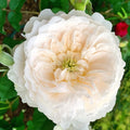 Purity Rose