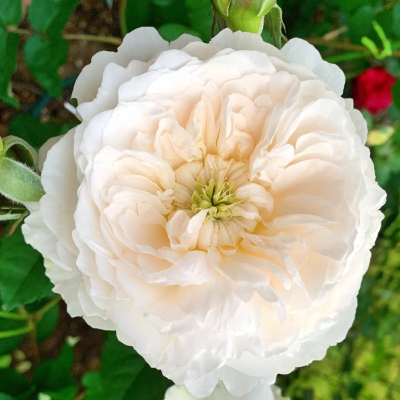 Purity Rose
