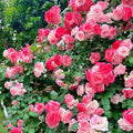 Sakuragasumi C Rose(Climbing Sakuragasumi) 