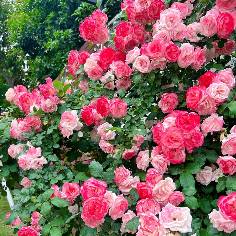 Sakuragasumi C Rose(Climbing Sakuragasumi) 