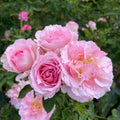 Noble de Parfum Rose