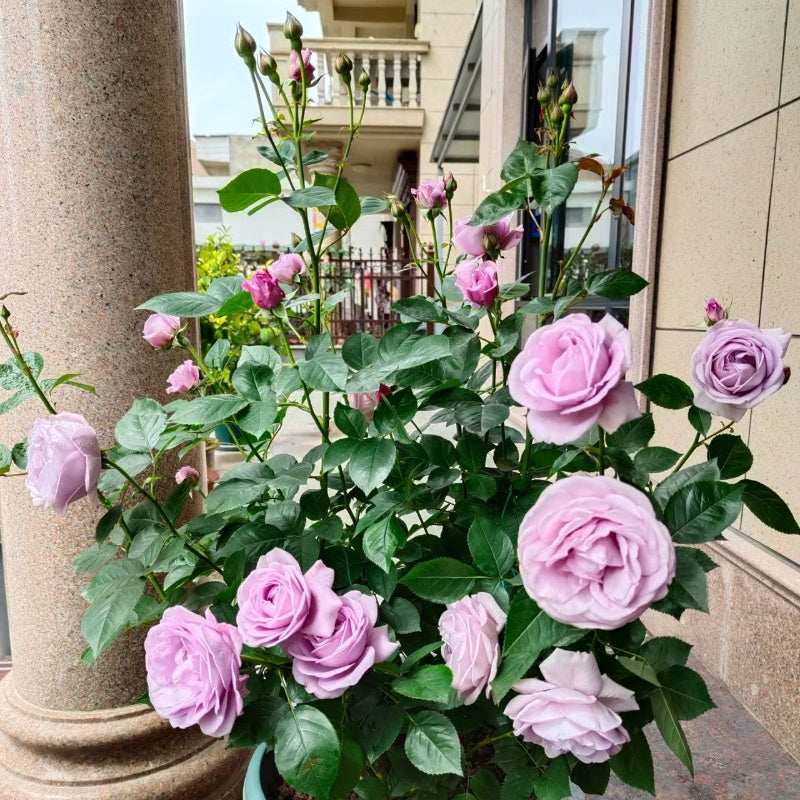 Shinoburedo Rose