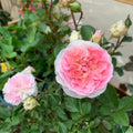 Sophia Romantica Rose