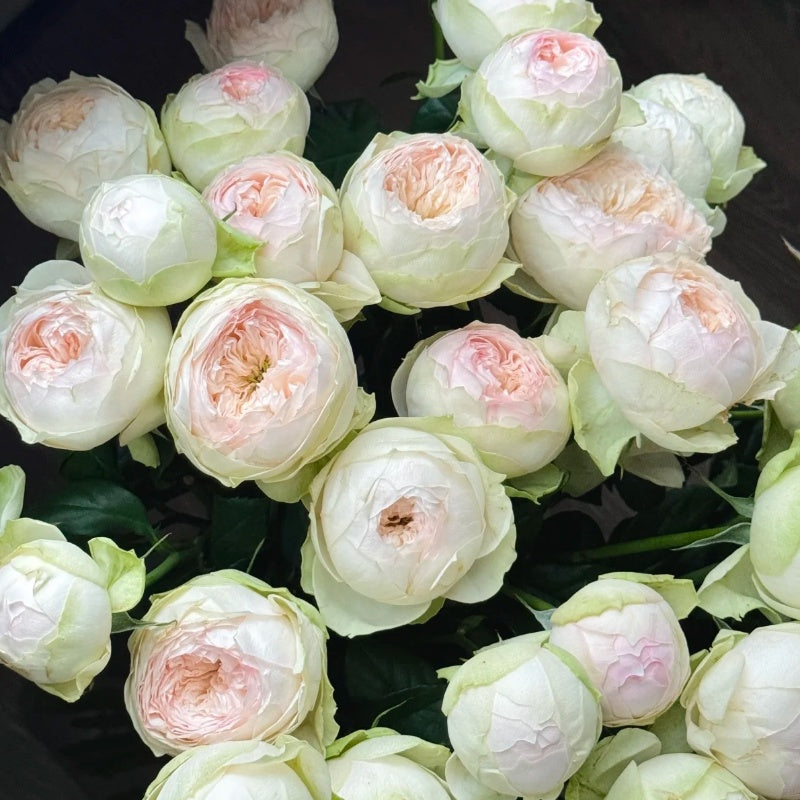 Pinky Pie Rose