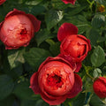 Cinnabar Bowl Rose