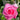 Momoka Rose garden rose with elegant blooms