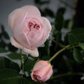 Cymbeline Rose