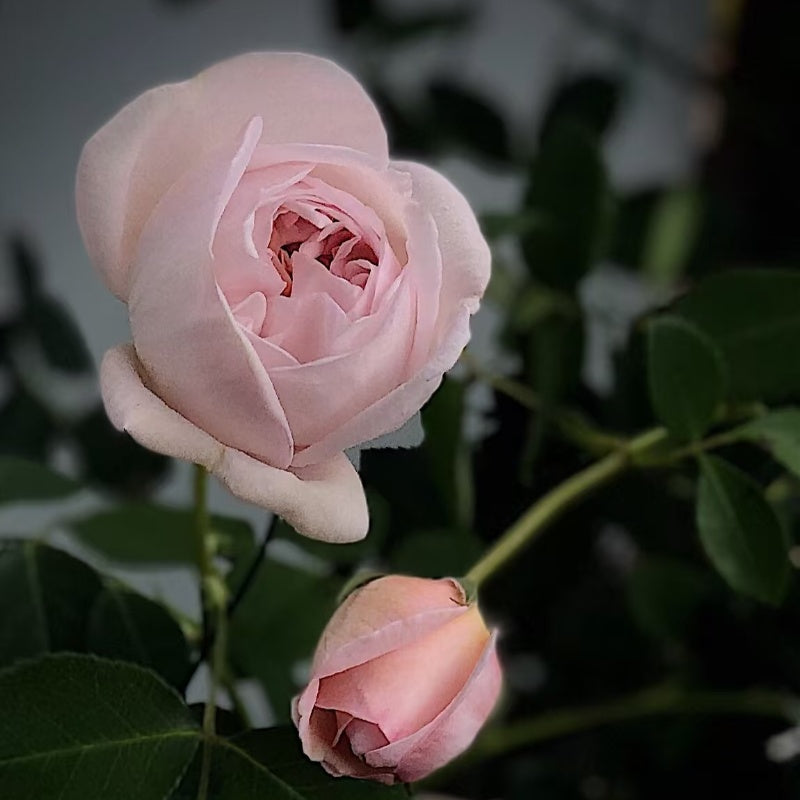Cymbeline Rose
