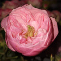 Pin-up Rose