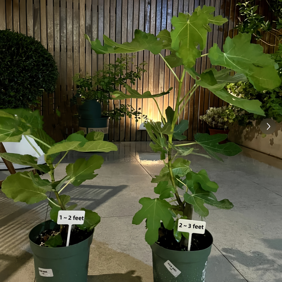 AlmaFigTree