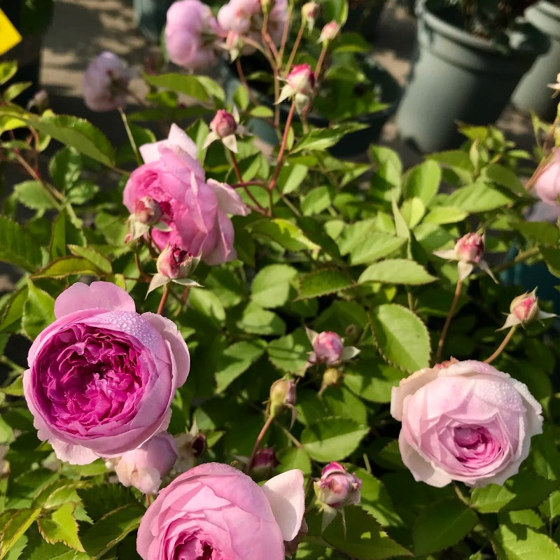 Aunt Margy’s Rose