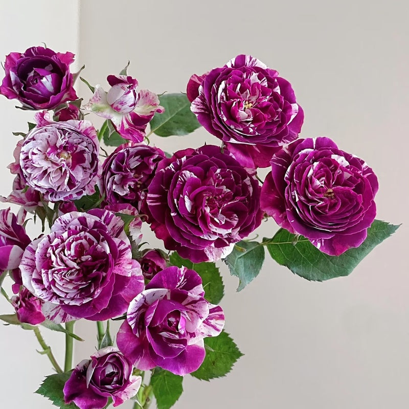 Scented Jewel Rose