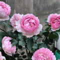 Fragrance of Fragrances Rose