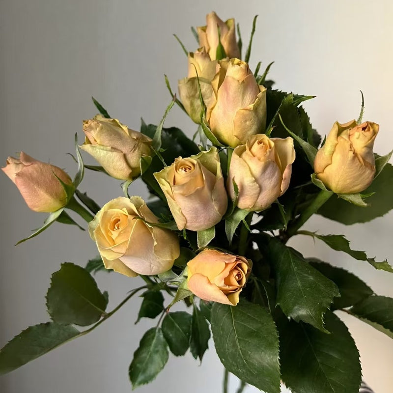 Pine Dream Rose