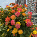 Rainbow’s End, Cl Rose