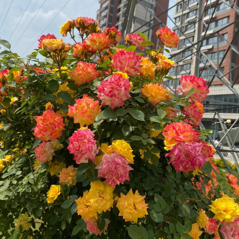 Rainbow’s End, Cl Rose
