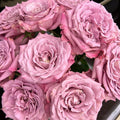 Scenta Rose
